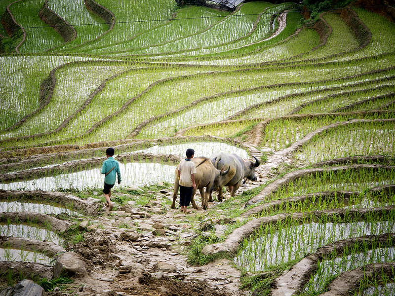 SSC for Agriculture Development Gains Momentum